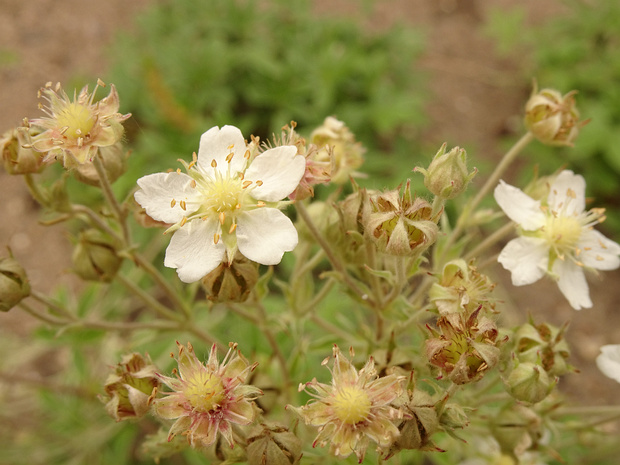 Лапчатка манжетковидная - Potentilla alchemilloides
