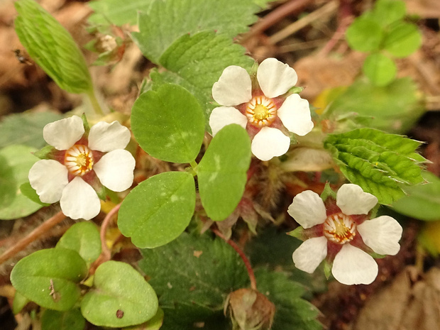 Лапчатка мелкоцветковая - Potentilla micrantha