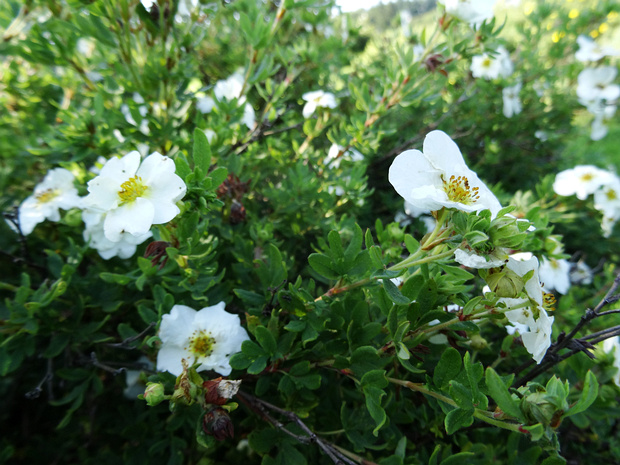 Лапчатка оголённая - Potentilla glabrata