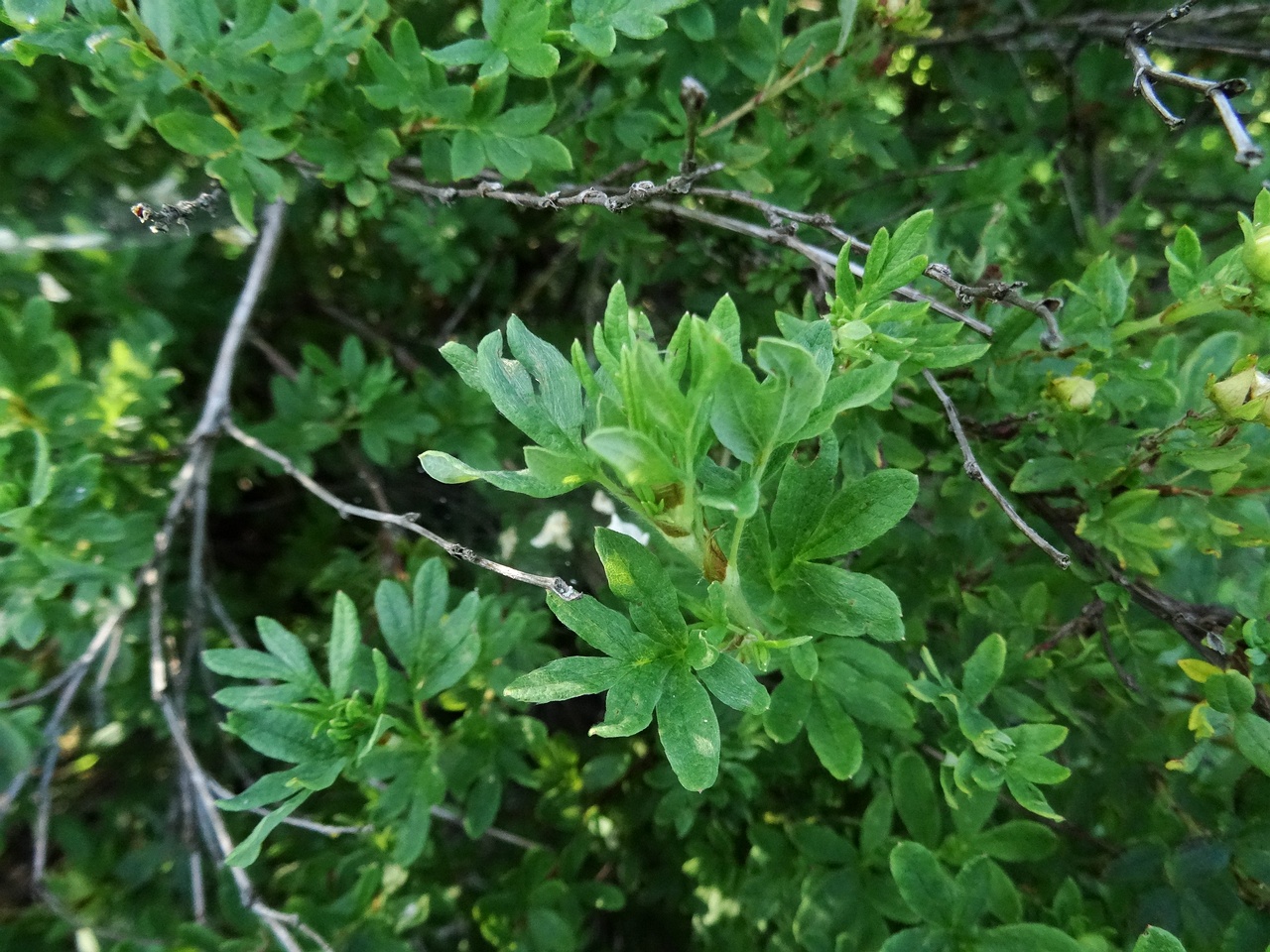 DSC02250