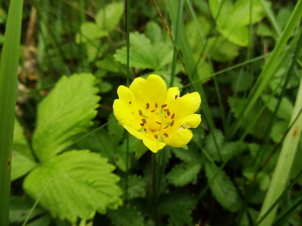 Лапчатка ползучая - Potentilla reptans