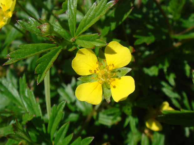 Лапчатка прямостоячая - Potentilla erecta