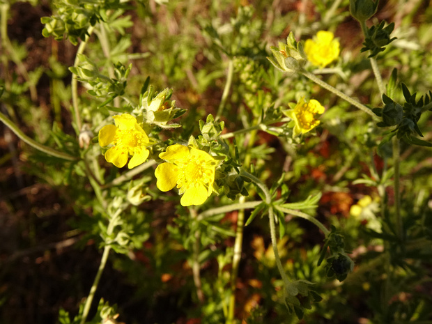 Лапчатка серебристая - Potentilla argentea