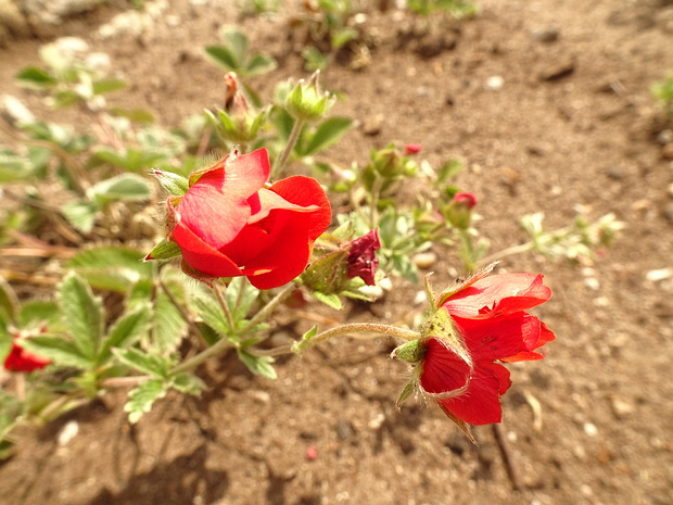 Лапчатка темно-кроваво-красная 'Этна' - Potentilla atrosanguinea 'Etna'