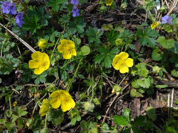 Лапчатка x крошечная - Potentilla x pusilla