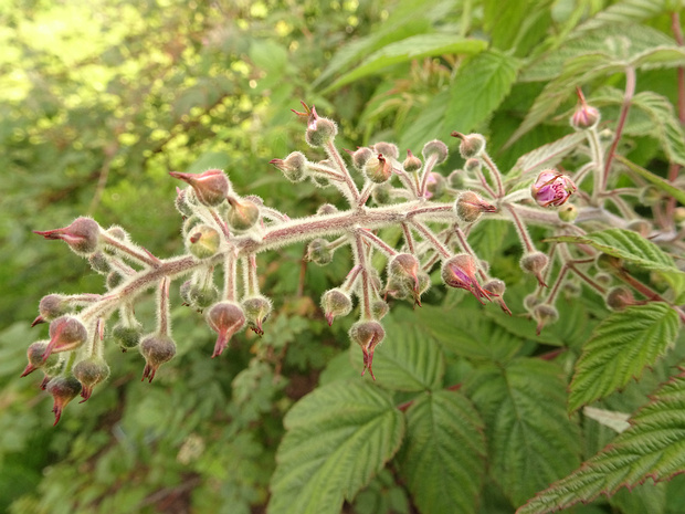 Малина Кокбурна - Rubus cockburnianus