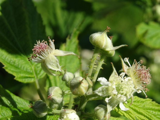 Малина западная - Rubus occidentalis
