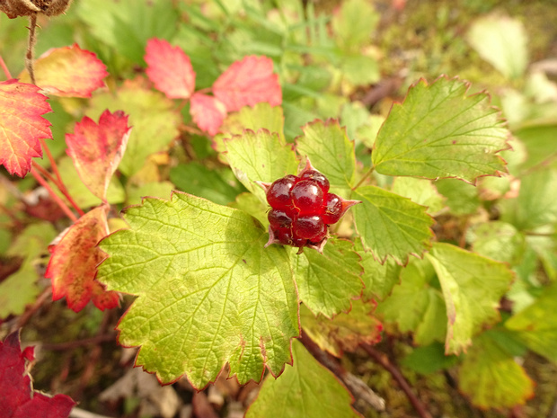 Малина мелколистная - Rubus parvifolius