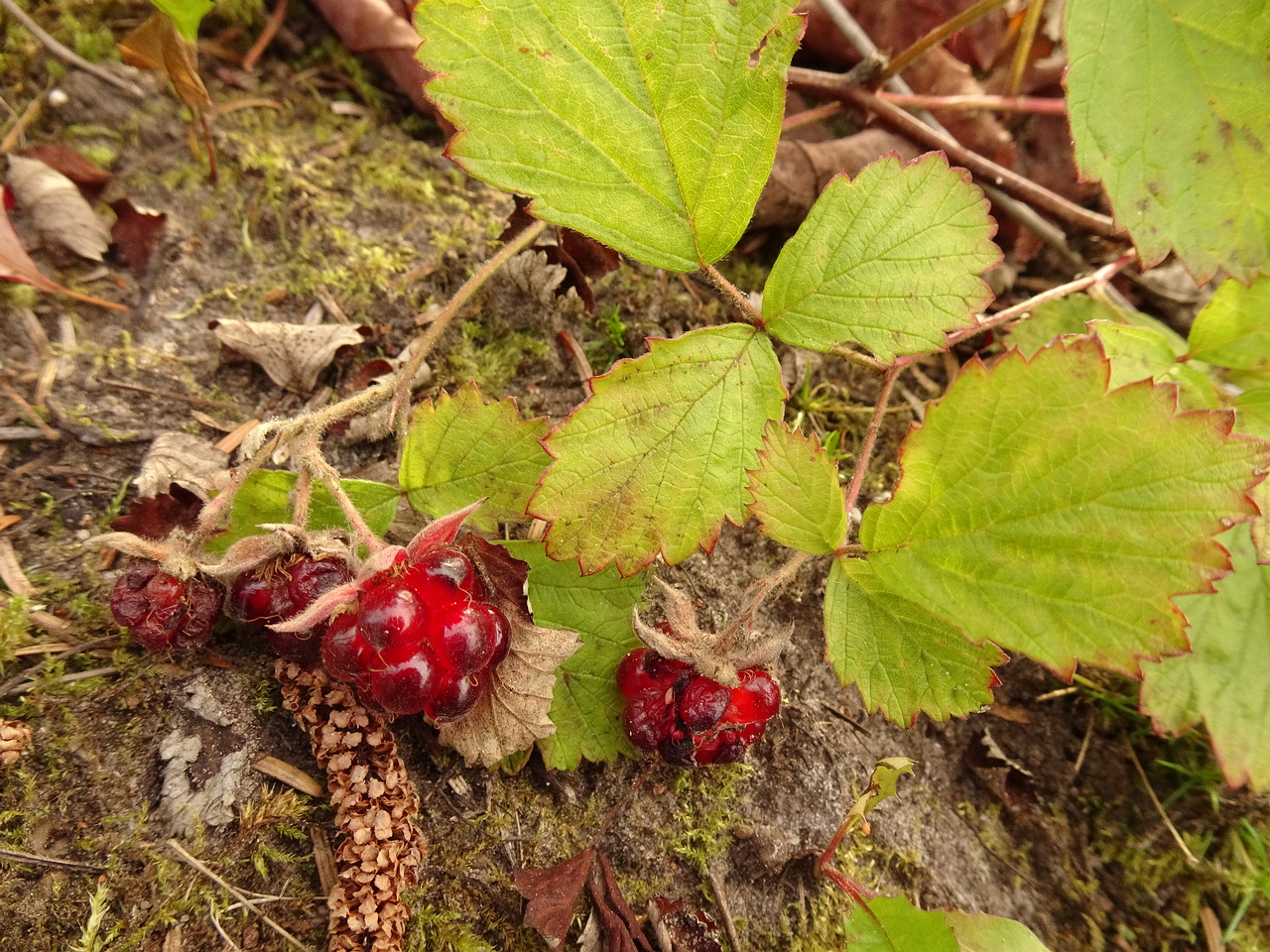 DSC06248
