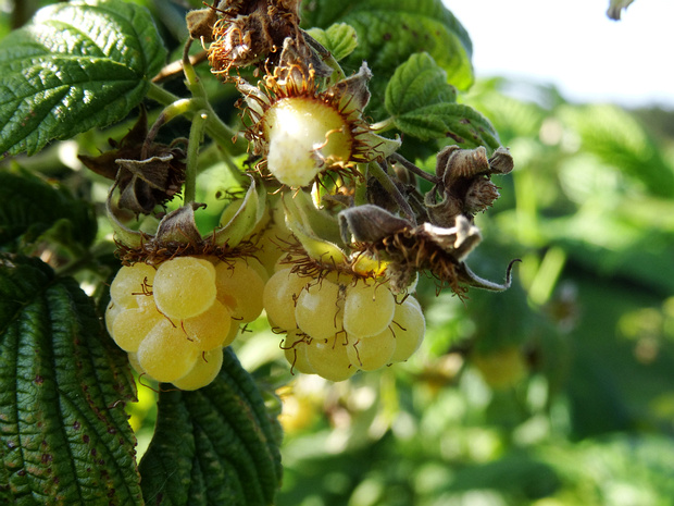 Малина обыкновенная ф. жёлтая - Rubus idaeus f. chlorocarpus