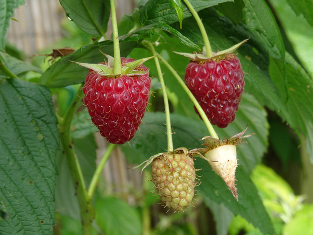 Малина обыкновенная - Rubus idaeus
