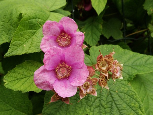 Малиноклен душистый - Rubus odoratus