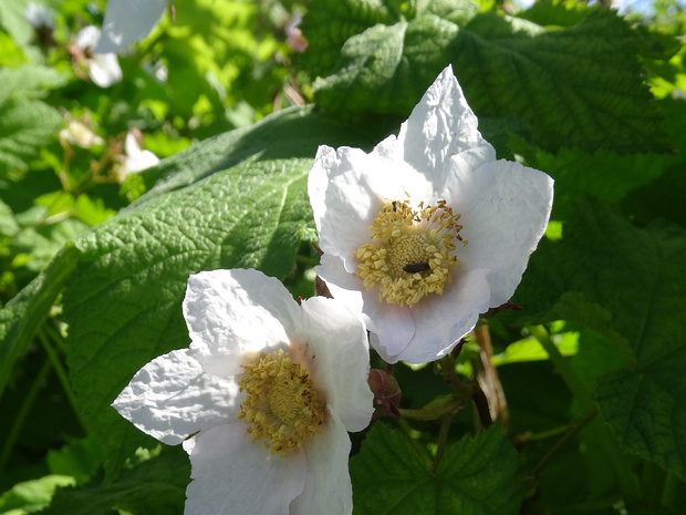 Малиноклен мелкоцветковый - Rubus parviflorus