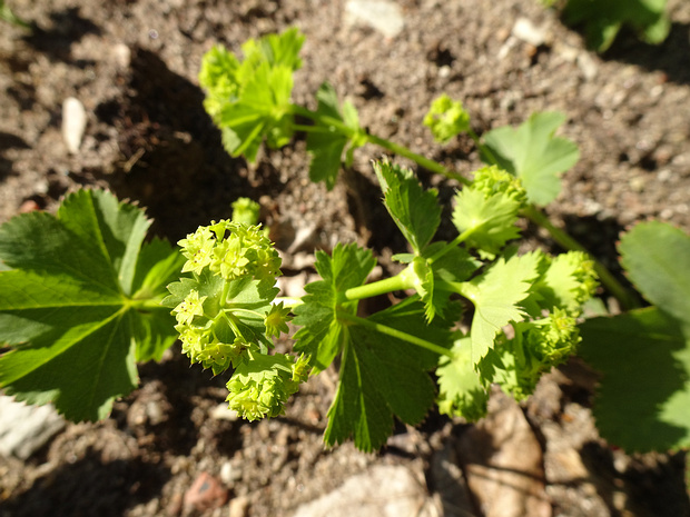 Манжетка Вихуры - Alchemilla wichurae