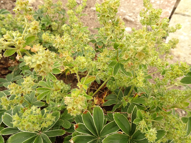 Манжетка Хоппе - Alchemilla hoppeana