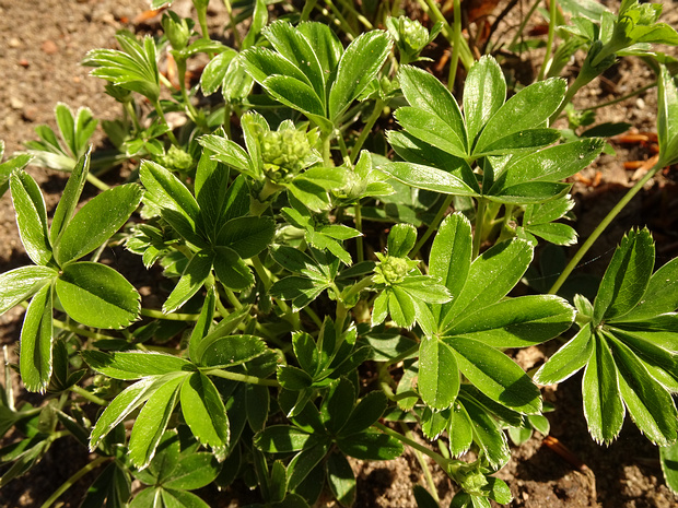 Манжетка альпийская - Alchemilla alpina