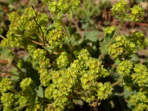 Манжетка красночерешковая - Alchemilla erythropoda