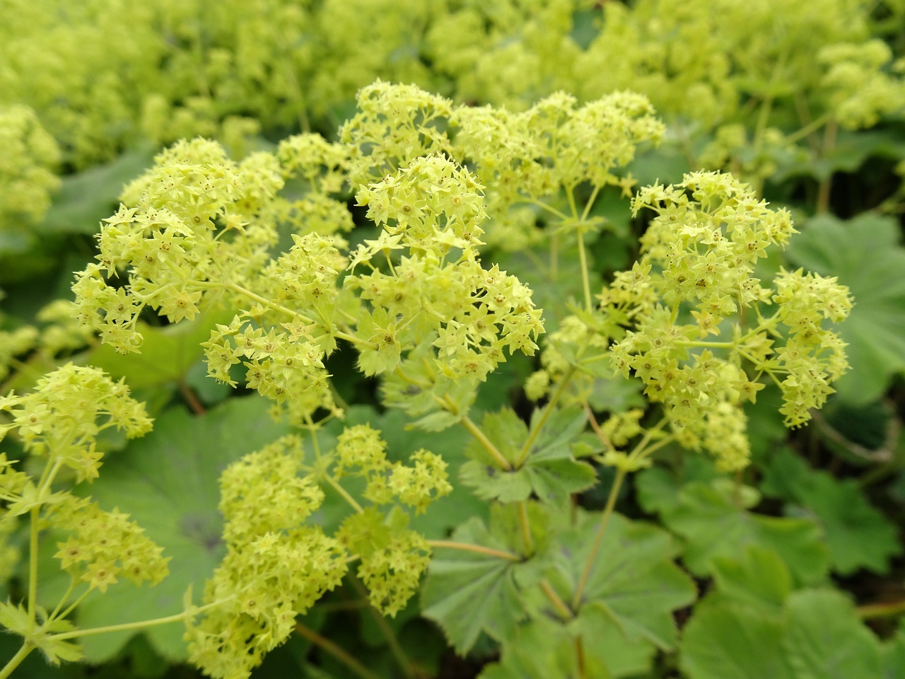 Alchemilla mollis 22-Jul-19 _ 11_25_52