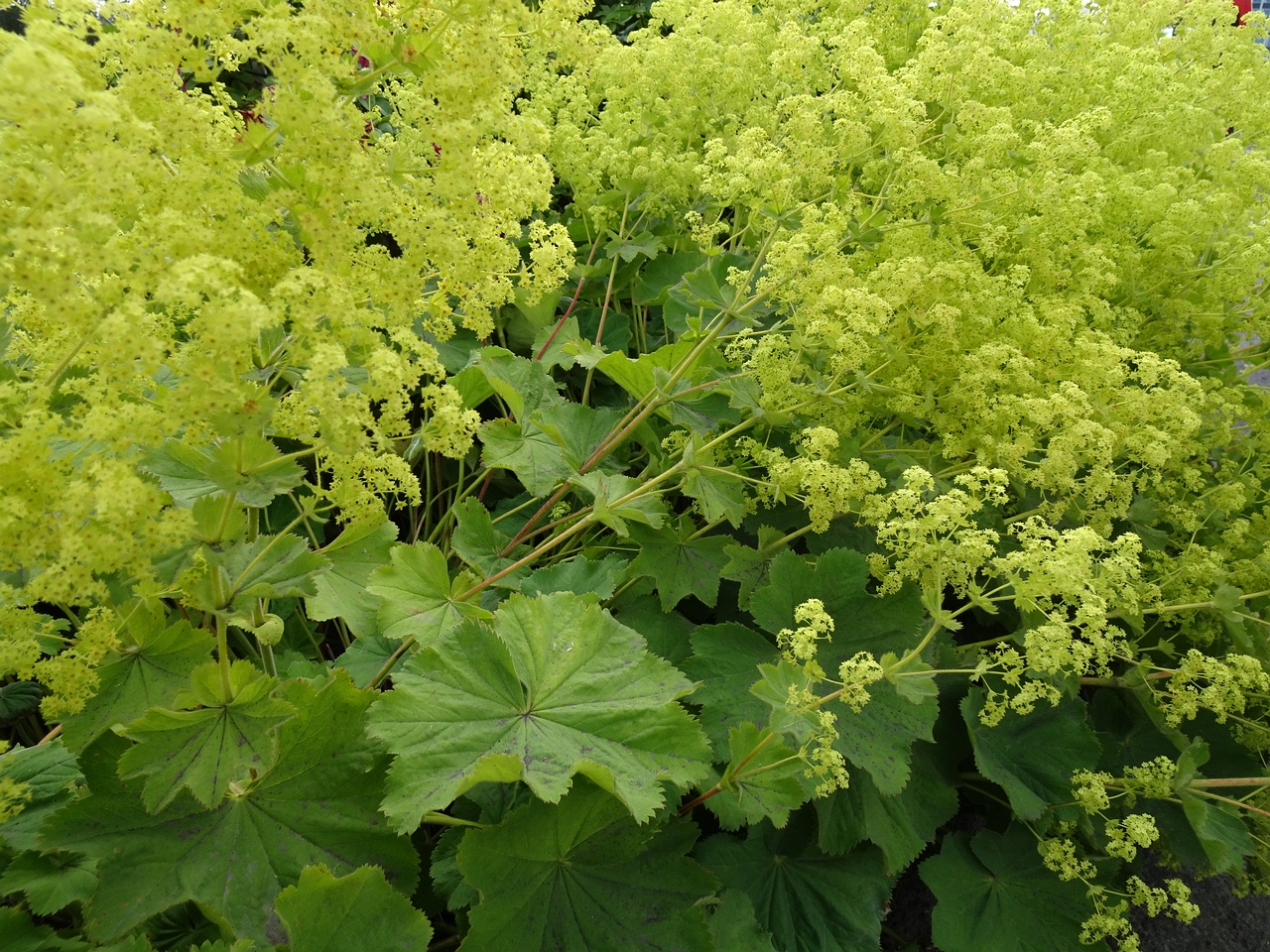 Alchemilla mollis 22-Jul-19 _ 11_26_06
