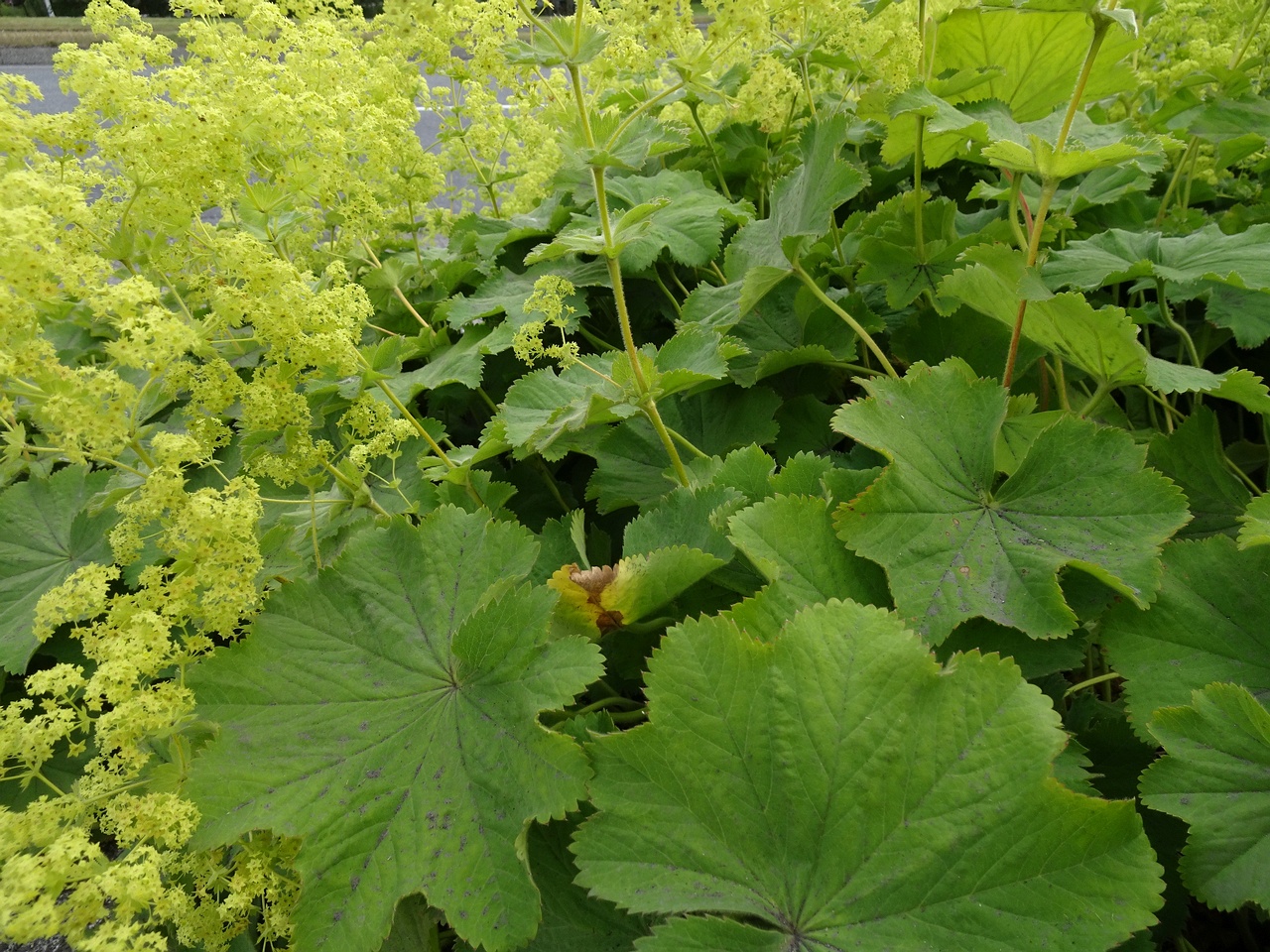 Alchemilla mollis 22-Jul-19 _ 11_26_10