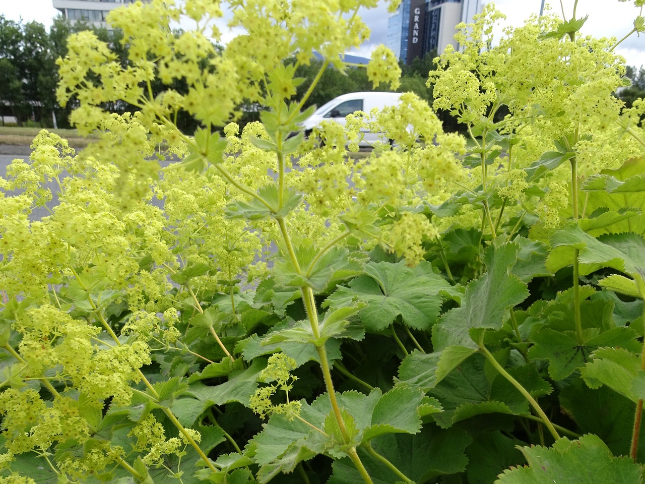 Alchemilla mollis 22-Jul-19 _ 11_26_14