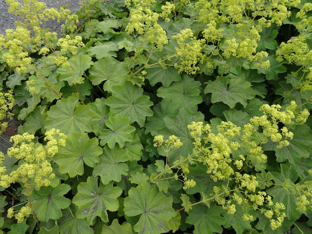 Alchemilla mollis 22-Jul-19 _ 11_26_20