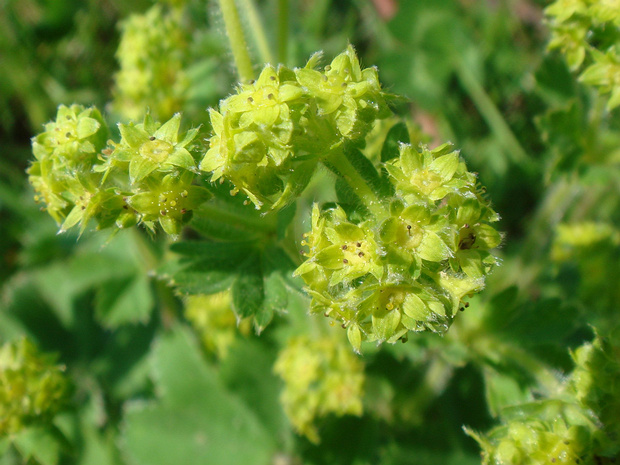 Манжетка обыкновенная - Alchemilla vulgaris