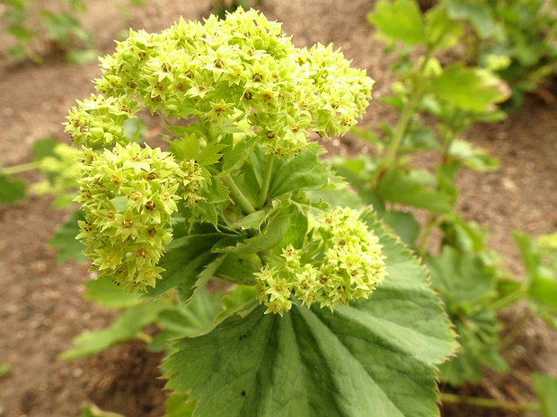 Манжетка сверху-голая - Alchemilla epipsila