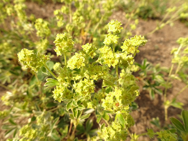 Манжетка скальная - Alchemilla saxatilis