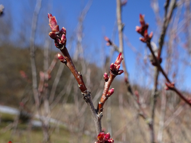 Миндаль Петунникова - Prunus petunnikowii