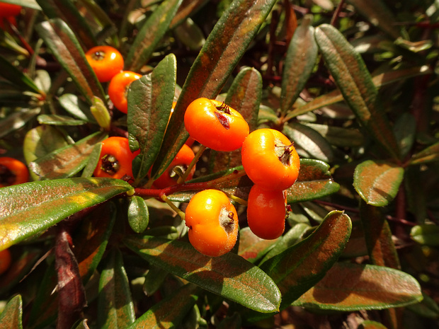 Пираканта ярко-красная - Pyracantha coccinea