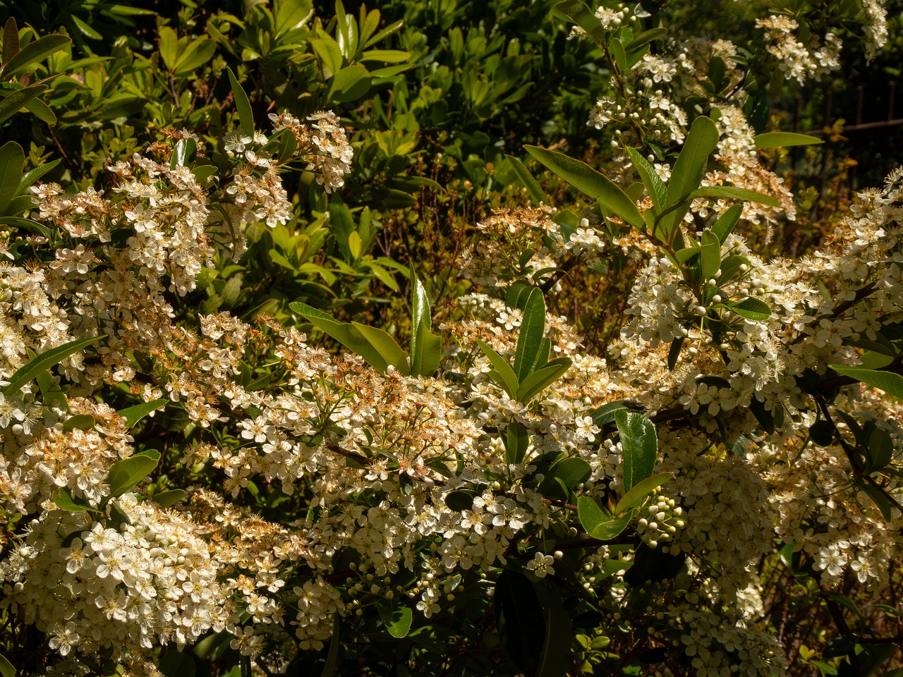 Pyracantha coccinea _2025-05-15_1-4