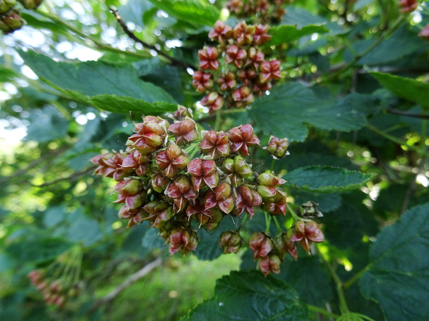 Пузыреплодник головчатый - Physocarpus capitatus