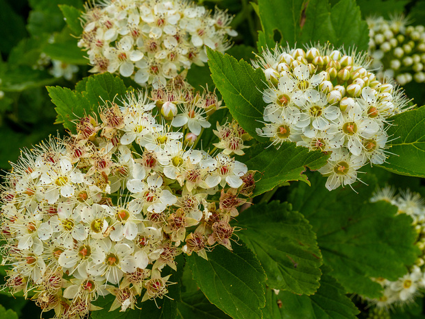 Пузыреплодник калинолистный - Physocarpus opulifolius
