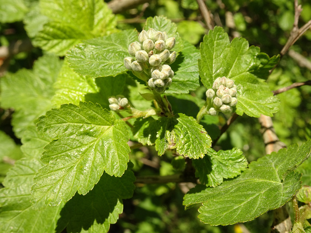 Пузыреплодник мальвовый - Physocarpus malvaceus
