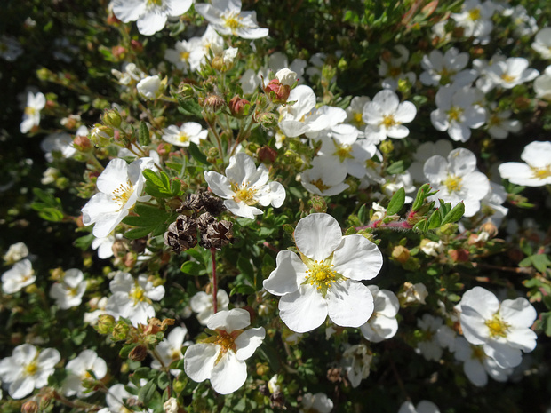 Пятилистник кустарниковый белая форма - Dasiphora fruticosa f. alba