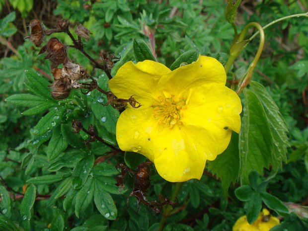 Пятилистник кустарниковый - Dasiphora fruticosa