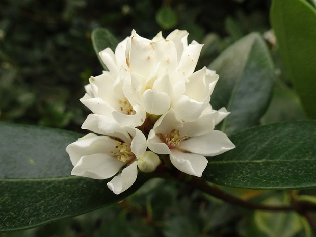 Рафиолепис зонтичный - Rhaphiolepis umbellata