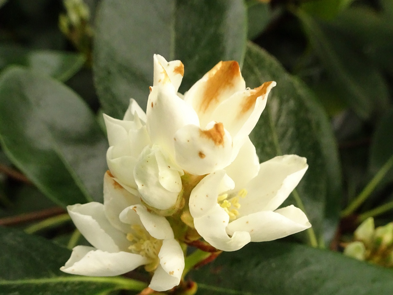 DSC01750