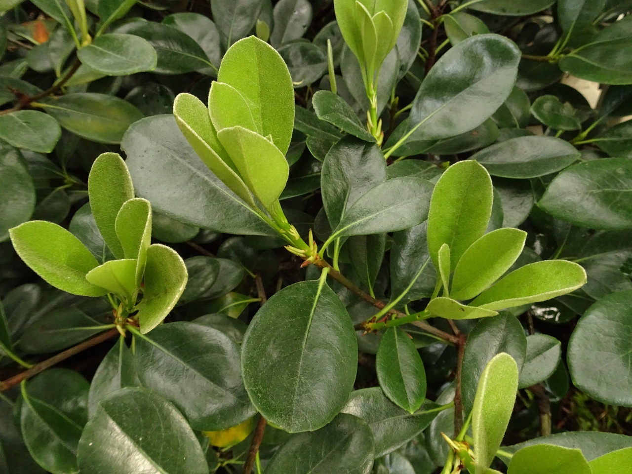 DSC01752