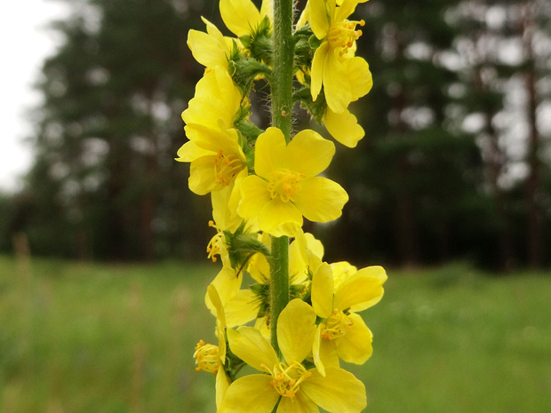 Репешок обыкновенный, лекарственный - Agrimonia eupatoria