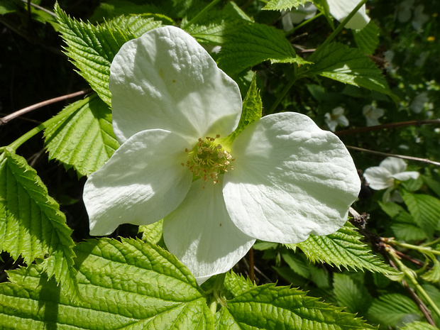 Розовик лазающий - Rhodotypos scandens