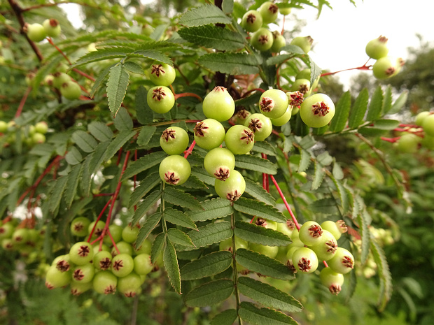Рябина Кёне - Sorbus koehneana