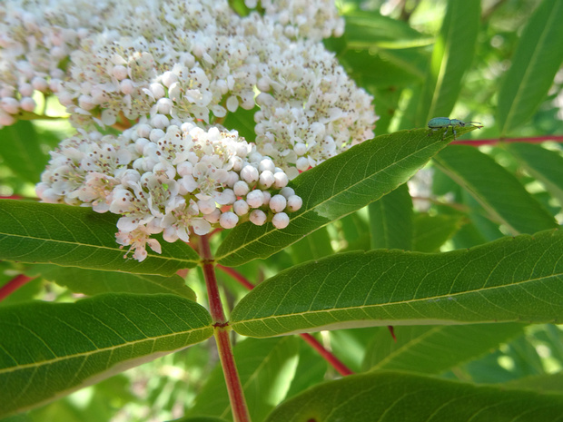 Рябина американская - Sorbus americana