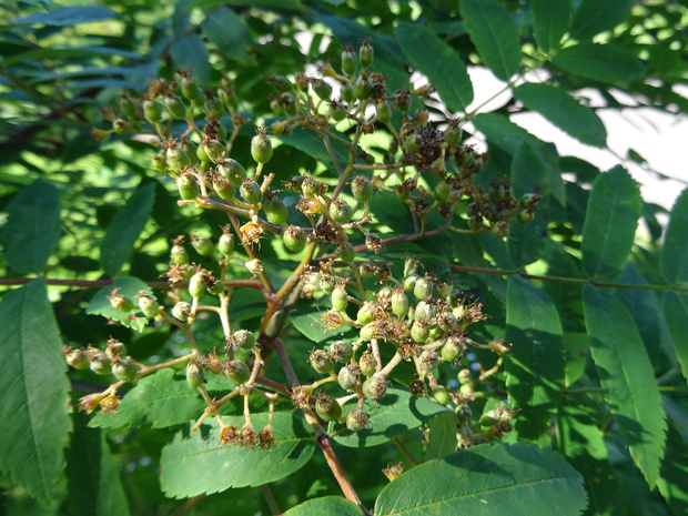 Рябина амурская - Sorbus amurensis