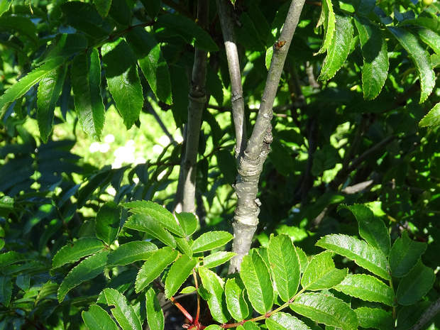 Рябина бузинолистная - Sorbus sambucifolia