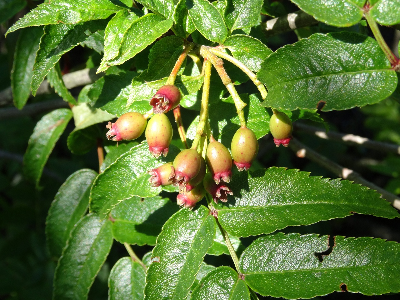 DSC04342