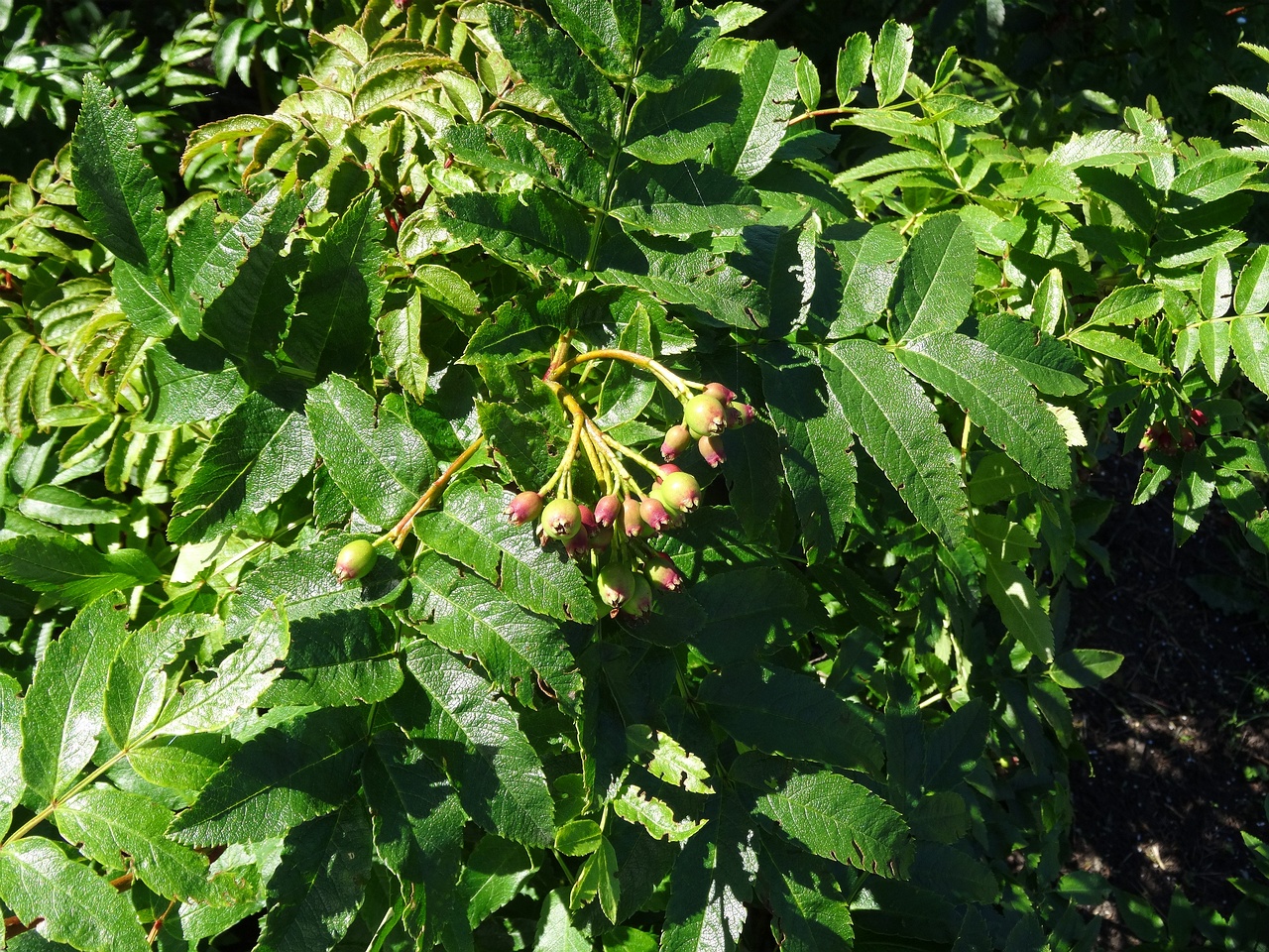 DSC04346