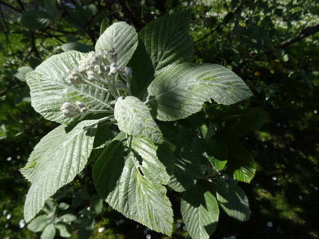Рябина круглолистная - Sorbus aria