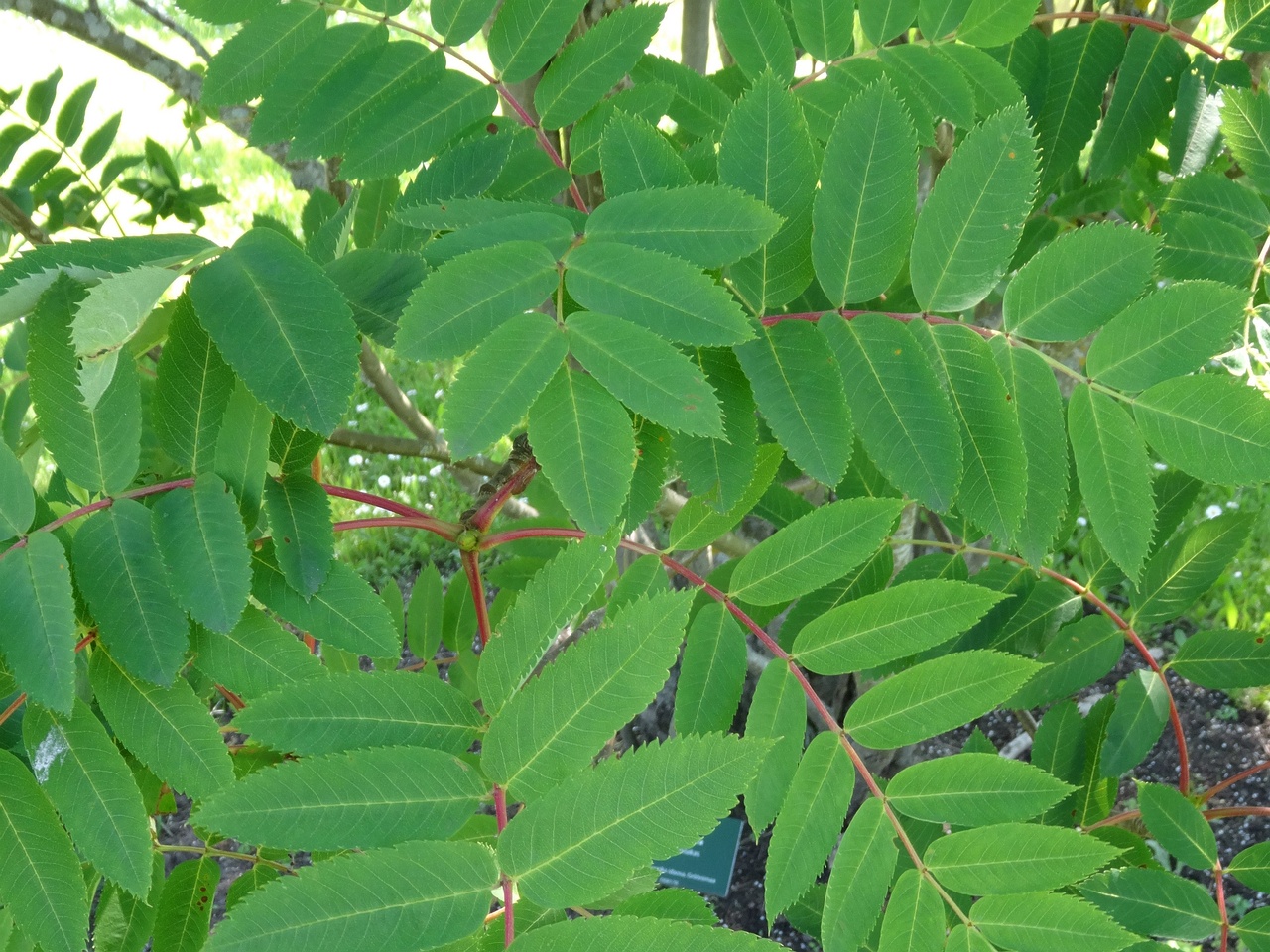 DSC04330